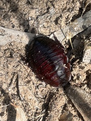 Geoscapheus dilatatus