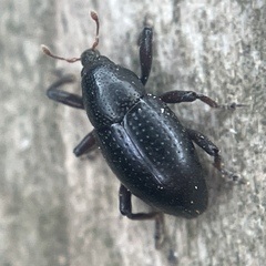 Tyloderma baridium