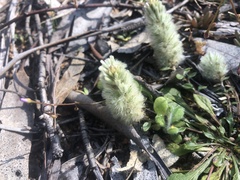 Ptilotus spathulatus