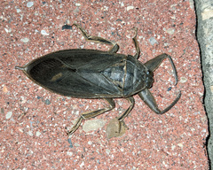 Lethocerus americanus