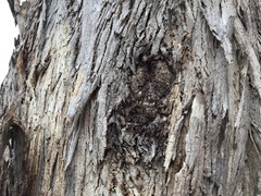 Eucalypteae