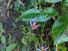 Tricyrtis lasiocarpa