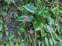 Tricyrtis lasiocarpa