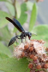 Synoeca septentrionalis