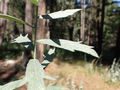 Artemisia ludoviciana