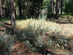 Artemisia ludoviciana