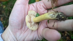 Tricholoma odorum