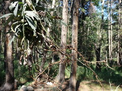 Artemisia ludoviciana