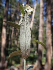 Artemisia ludoviciana