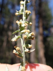 Artemisia ludoviciana