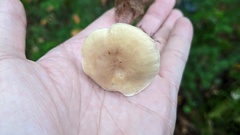 Tricholoma odorum