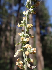 Artemisia ludoviciana