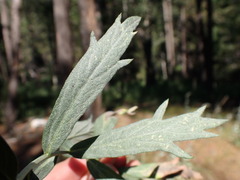 Artemisia ludoviciana