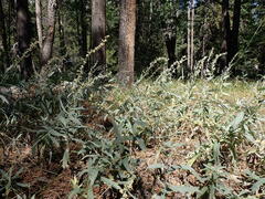 Artemisia ludoviciana