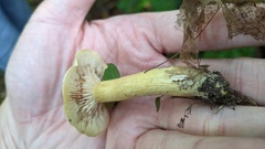 Tricholoma odorum