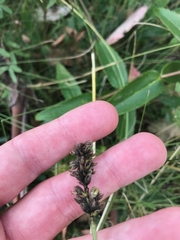 Cullen microcephalum