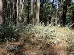 Artemisia ludoviciana