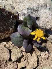 Senecio soldanella