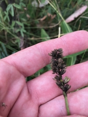 Cullen microcephalum