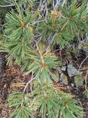 Pinus