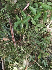 Cullen microcephalum