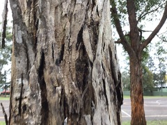 Eucalypteae