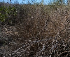 Willdenowia incurvata