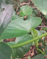 Scaphidomorphus bosci