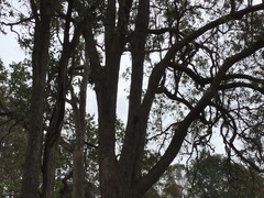 Myrtoideae