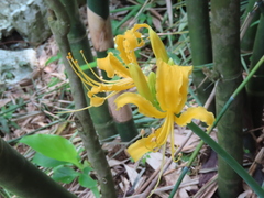 Lycoris aurea