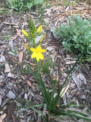 Bulbine bulbosa