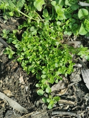 Stellaria apetala