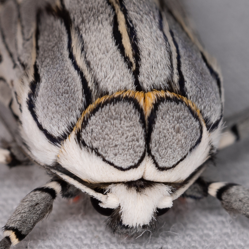 Arachnis