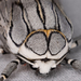 Painted Tiger Moth - Photo (c) spyingnaturalist, some rights reserved (CC BY-NC), uploaded by spyingnaturalist