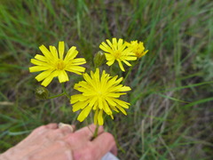 Pilosella piloselloides