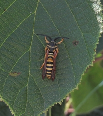 Pennisetia marginatum