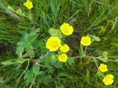 Potentilla gracilis