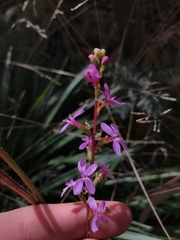 Stylidium armeria