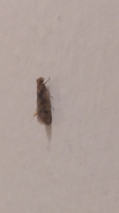 Tineinae