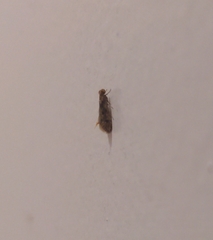 Tineinae