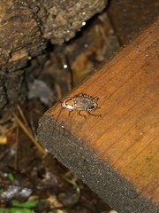 Ectobius lucidus