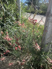 Oenothera suffrutescens