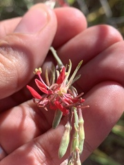 Oenothera suffrutescens