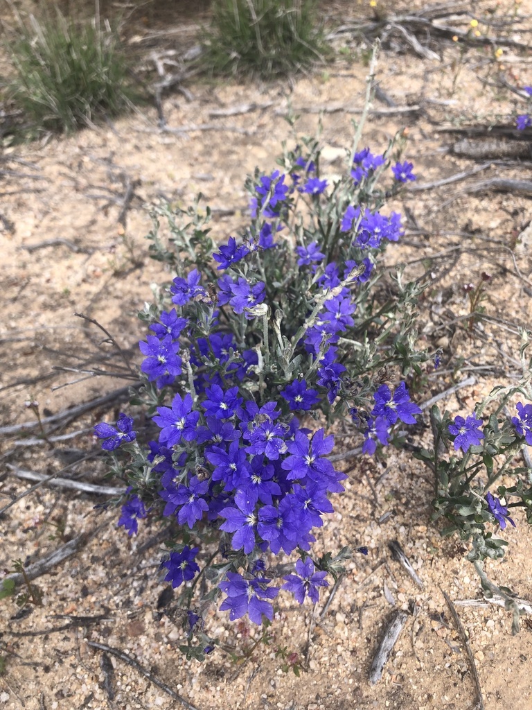 Spiked Dampiera