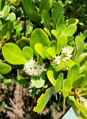 Aegiceras corniculatum