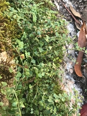 Asplenium flabellifolium