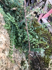 Asplenium flabellifolium