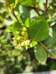 Aegiceras corniculatum