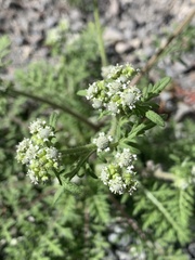 Parthenium bipinnatifidum