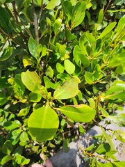 Aegiceras corniculatum